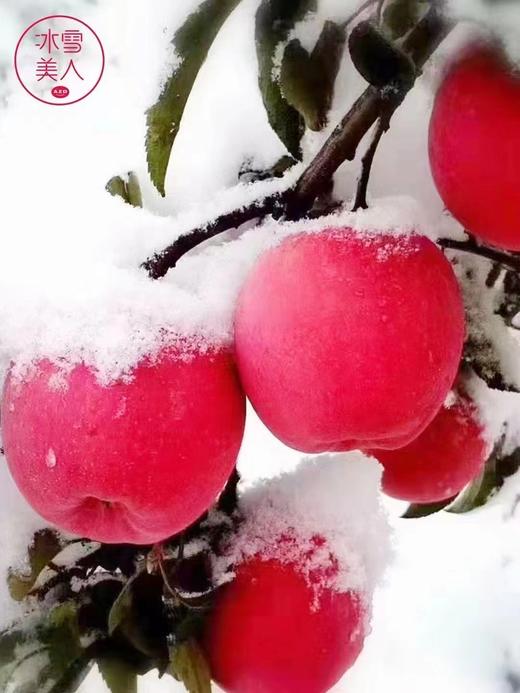 【礼盒装】冰雪美人苹果（8-9头装） 商品图2