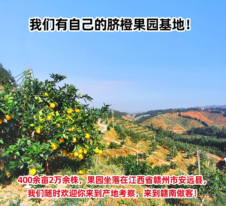 赣南脐橙详情21_02.jpg