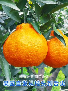 不知火丑橘新鲜水果当季丑八怪粑粑桔子柑橘子耙耙 mzt08