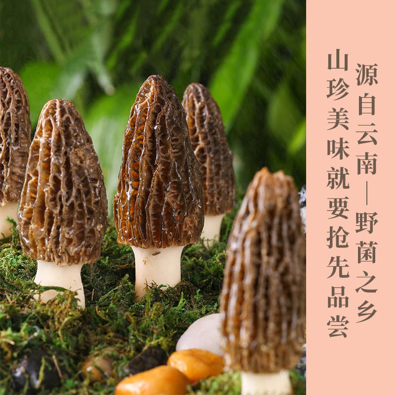 云南高原新鲜羊肚菌🍄 仿野生种植、自由生长高海拔、现摘现发   顺丰包邮发出