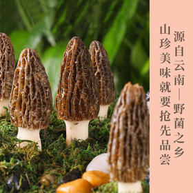 云南高原新鲜羊肚菌🍄 仿野生种植、自由生长高海拔、现摘现发   顺丰包邮发出