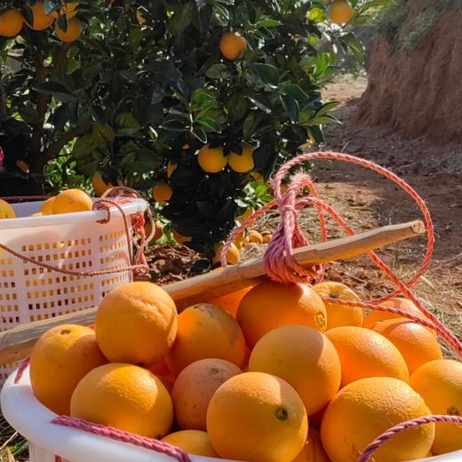 赣南脐橙新鲜维C水果应季VC水果当季橙子5斤10斤礼盒装 商品图1