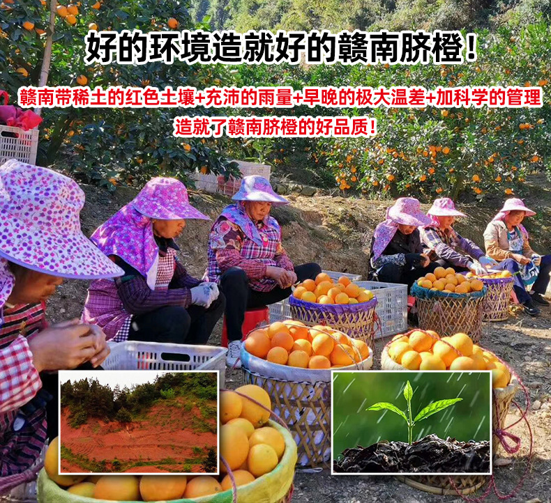 赣南脐橙详情21_05.jpg