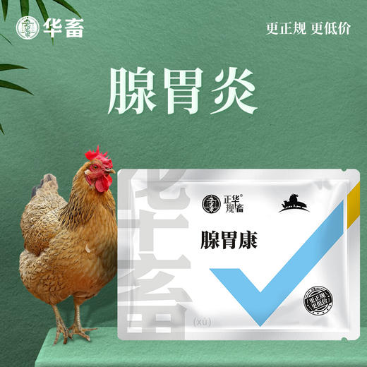 华畜腺胃康100g 家禽腺胃炎 耐胃酸改善肠道环境 商品图0