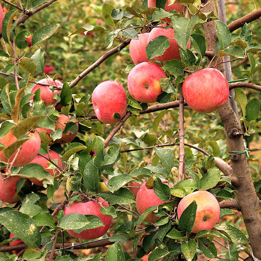 有机富士苹果 | 公平贸易 | 基地直发*Organic Fuji Apples 商品图5