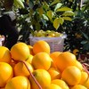 赣南脐橙新鲜维C水果应季VC水果当季橙子5斤10斤礼盒装 商品缩略图3