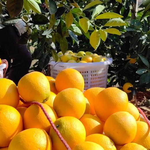 赣南脐橙新鲜维C水果应季VC水果当季橙子5斤10斤礼盒装 商品图3