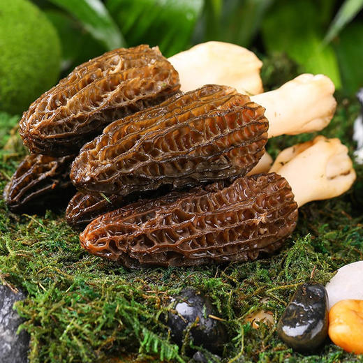 云南高原新鲜羊肚菌🍄 仿野生种植、自由生长高海拔、现摘现发   顺丰包邮发出 商品图5