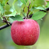 有机富士苹果 | 公平贸易 | 基地直发*Organic Fuji Apples 商品缩略图3
