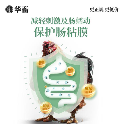 华畜腺胃康100g 家禽腺胃炎 耐胃酸改善肠道环境 商品图3