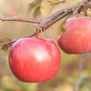 有机富士苹果 | 公平贸易 | 基地直发*Organic Fuji Apples 商品缩略图4