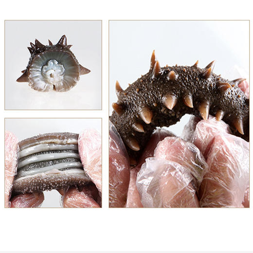 集养食客鲜食海参 | 即食 商品图1