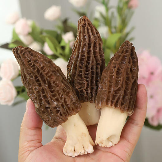 云南高原新鲜羊肚菌🍄 仿野生种植、自由生长高海拔、现摘现发   顺丰包邮发出 商品图3