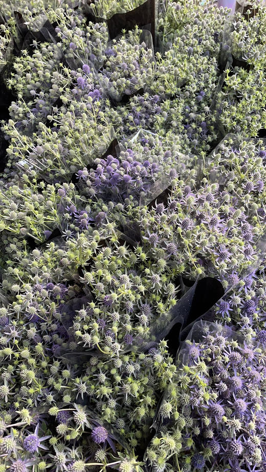 【等待与守候】小刺芹（ 情人果/爱情果） 扎 商品图3