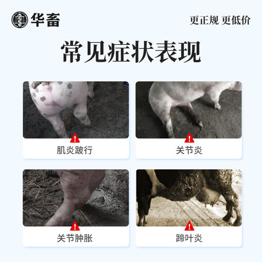 【社群专享】华畜 10ml:0.5g萘普生注射液10ml*10支 解热镇痛 关节炎 关节肿胀 蹄叶炎 商品图1