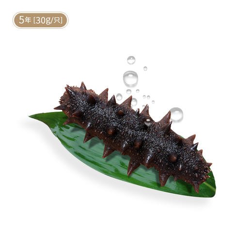 集养食客鲜食海参 | 即食 商品图2