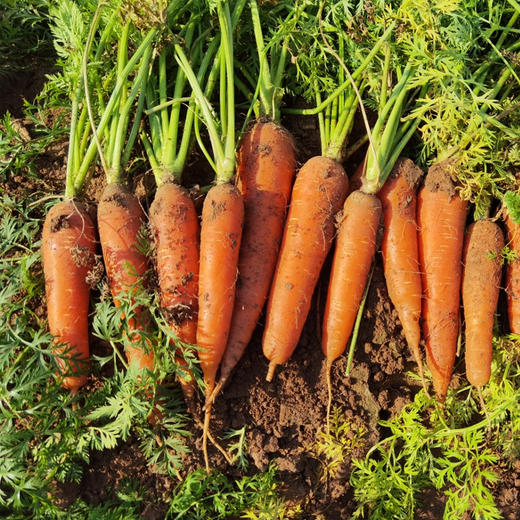 有机小胡萝卜 （产地山东） 商品图4