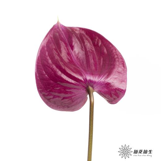 掌 | 玛拉维丽亚 商品图2