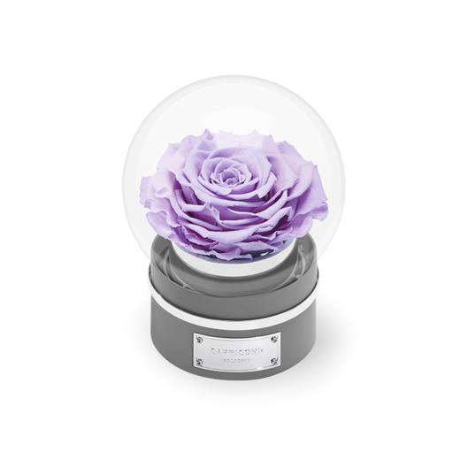 【音乐圆罩】ROSEONLY诺誓 永生玫瑰-音乐系列 悦慕马 十二星座音乐球玫瑰公仔 甜心兔熊猫公仔音乐球礼盒 送女友节日礼物 商品图5