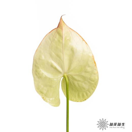 掌 | 科赛克 商品图1