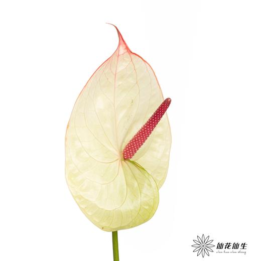 掌 | 科赛克 商品图2