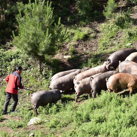【送礼必备】农家土猪肉礼盒  肥而不腻 礼盒装  送人优选  2种套餐可选 商品图7