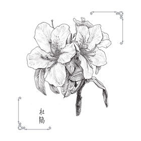 繁花绘/超精致的黑白手绘基础教程