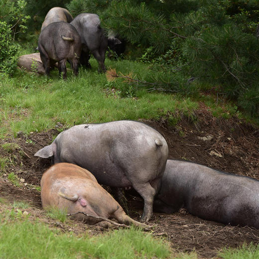 【送礼必备】农家土猪肉礼盒  肥而不腻 礼盒装  送人优选  2种套餐可选 商品图9
