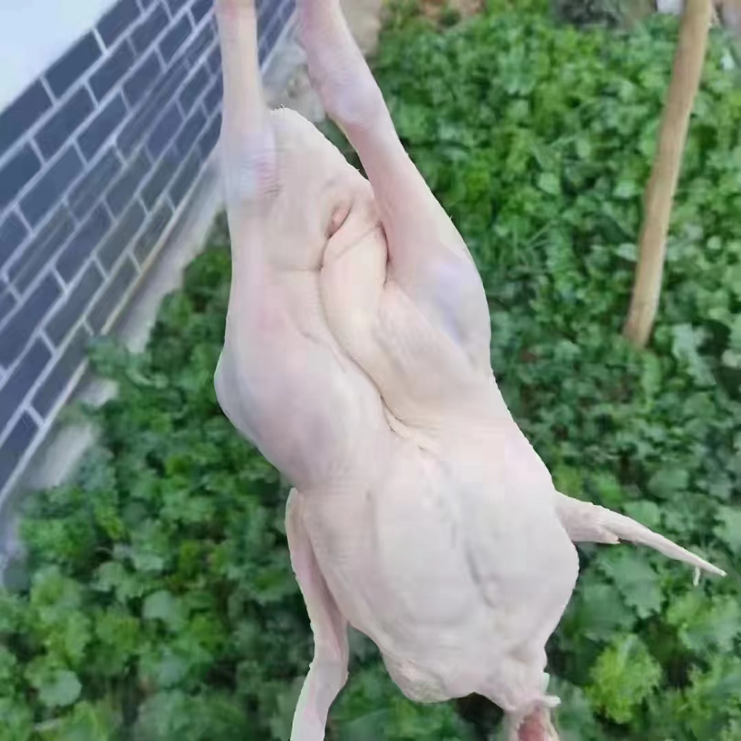 远谷大鹅净重约6斤~7.5斤