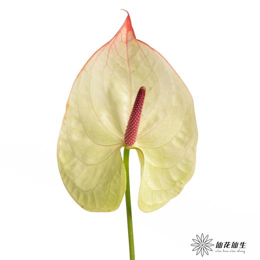 掌 | 科赛克 商品图4