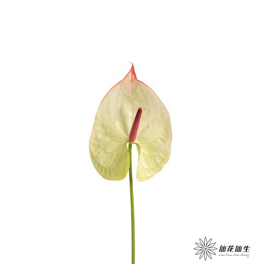 掌 | 科赛克 商品图3