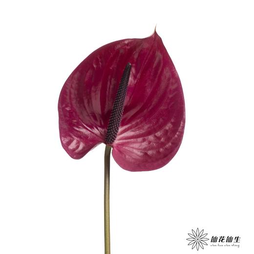 掌 | 玛拉维丽亚 商品图1