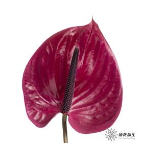 掌 | 玛拉维丽亚