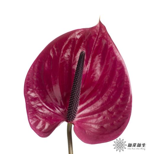 掌 | 玛拉维丽亚 商品图0