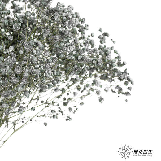 配花 | 水晶草白色 商品图1