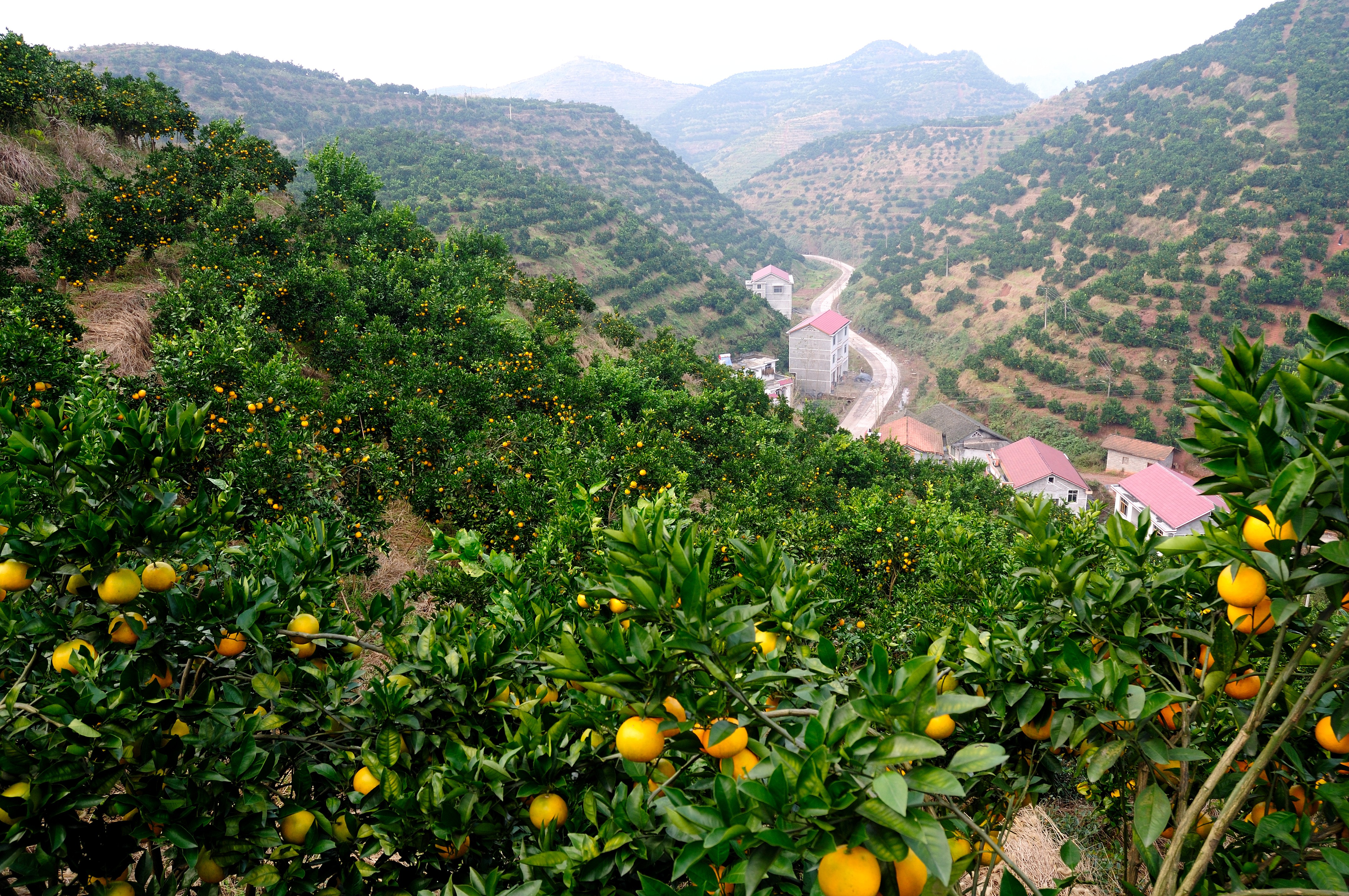 冬日小糖泡儿,来自于冰糖橙之乡,天然富硒