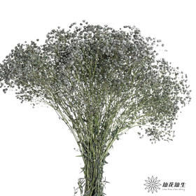 配花 | 水晶草白色