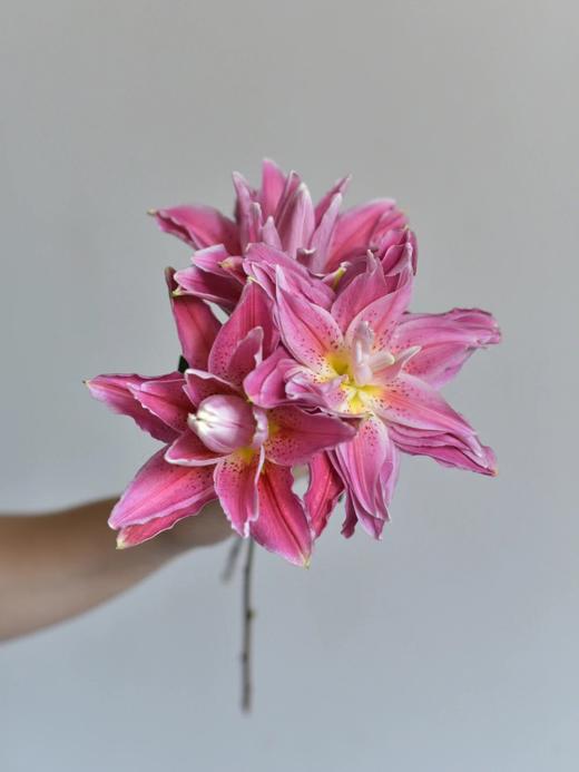 【AB级红美人重瓣百合】单头10支10朵/份 商品图10