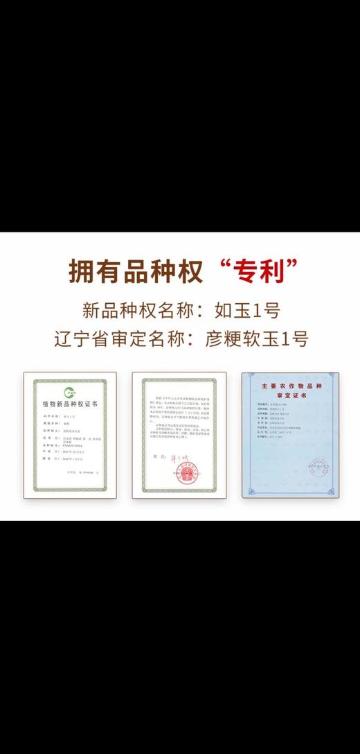 沈农吕文彦教授团队育种软胚芽米5kg/10斤 真空大米 彦粳软玉1号粳米营养粥米 胚芽软米 商品图8