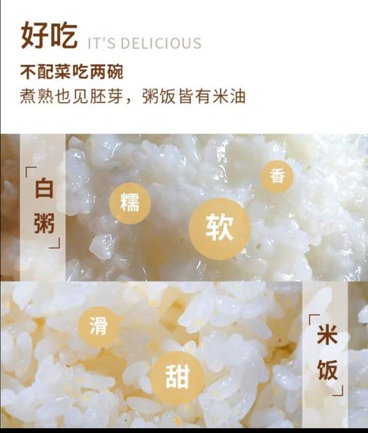 沈农吕文彦教授团队育种软胚芽米5kg/10斤 真空大米 彦粳软玉1号粳米营养粥米 胚芽软米 商品图5