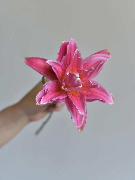 【AB级红美人重瓣百合】单头10支10朵/份 商品图13