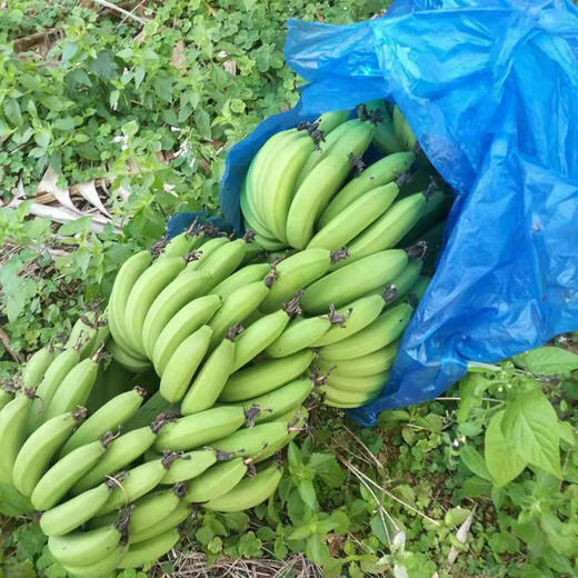 阿戴 | 生态种植香蕉 5斤装 商品图0