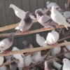 湖北长寿乡生态散养老鸽 净膛净重约0.7斤-1.1斤 一只 商品缩略图1