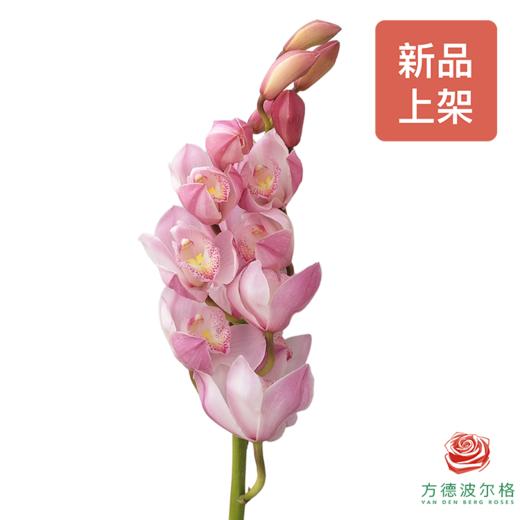 大花蕙兰-蜜桃粉  1枝 商品图0