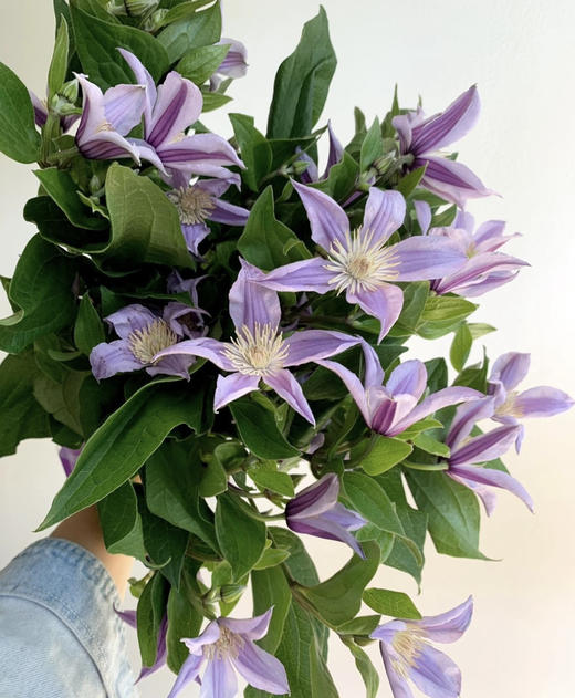 进口花材-【铁线莲】伦敦 商品图0