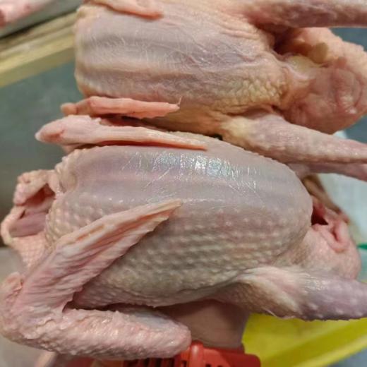 湖北长寿乡生态散养老鸽 净膛净重约0.7斤-1.1斤 一只 商品图0