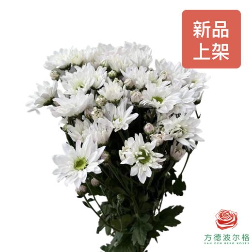 小菊-王朝精英 商品图0