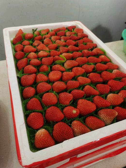 本地红颜草莓一箱五斤 商品图0