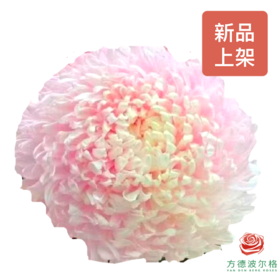 吸色牡丹菊-炫彩樱花粉  5枝一扎