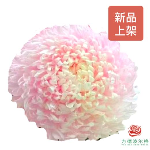 吸色牡丹菊-炫彩樱花粉  5枝一扎 商品图0